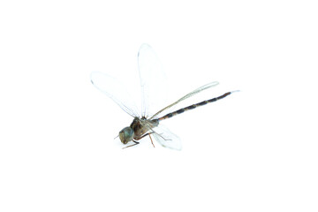 Dragonfly  isolated on white background, Close up of Dragonfly insect