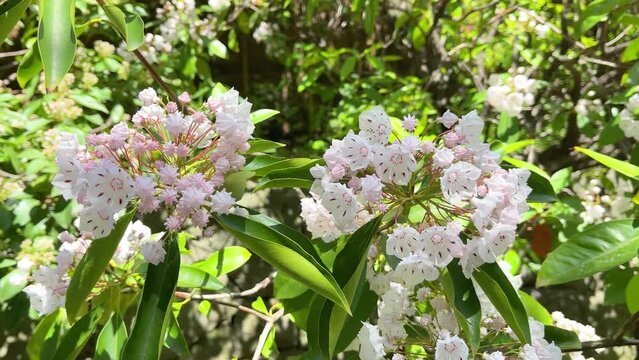 アメリカシャクナゲ(カルミア)。薄ピンク色のの可愛い花が揺れる動画。