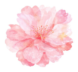 PNG Cherry blossom lobe cherry flower dahlia.