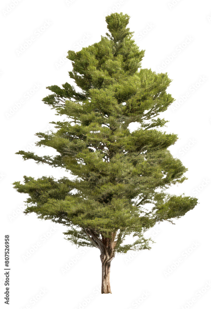 Sticker PNG Plant tree pine fir. - Stickers