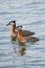 Graceful Encounter: The Red-necked Grebe (Podiceps grisegena) in its Aquatic Realm