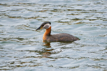 Graceful Encounter: The Red-necked Grebe (Podiceps grisegena) in its Aquatic Realm