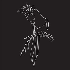 black and white bird
