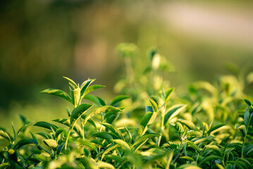 Green tea tree leaves camellia sinensis in organic farm sunlight. Fresh young tender bud herbal farm on summer morning. Sunlight Green tea tree plant. Close up Tree tea plant green nature in morning