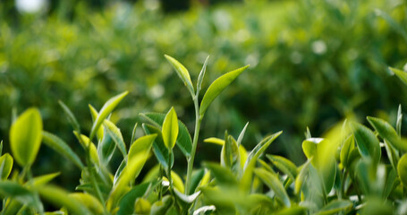 Green tea tree fresh leaves in eco herbal farm. Tree tea plantations in morning sun light....