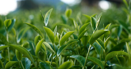 Green tea tree leaves field young tender bud herbal Green tea tree in camellia sinensis organic farm. Close up Fresh Tree tea plantations mountain green nature in herbal farm plant background morning