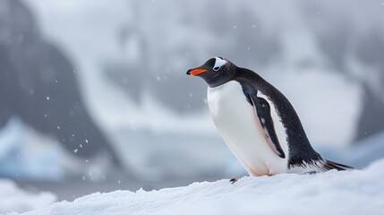 Obraz premium Anvers Island, Antarctica, Gentoo Penguin (Pygoscelis papua) standing beneath looming mountains
