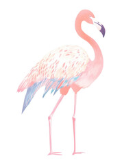 PNG  Flamingo drawing animal bird.