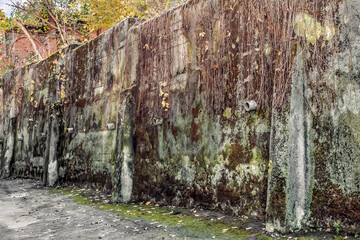 An ancient fortress wall overgrown with wild grape vines on Tsytadelna street in Lviv on an autumn day, Ukraine. An antique concrete wall overgrown with moss with drainpipes sticking out of it