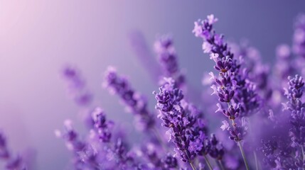 Purple flowers and purple wallpaper background - obrazy, fototapety, plakaty