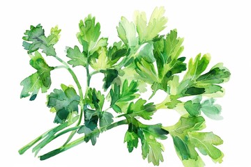 Watercolor Illustration of Fresh parsley Leaves