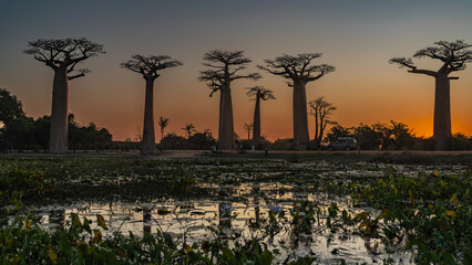A fantastic alley of baobabs at sunset. Tall thick trunks and bizarre crowns of exotic trees...