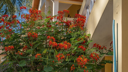 A bright flowering tropical plant Caesalpinia pulcherrima grows next to the building. Green carved leaves, fruit pods and red-orange inflorescences. Madagascar.