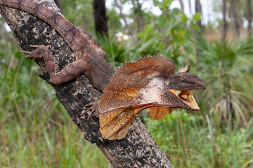 Australian Frilled Lizard with mouth open