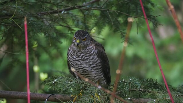Sparrow hawk sitting on branch and looking for victim