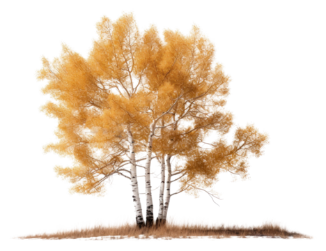 PNG  Aspen tree nature plant birch.
