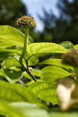 Green plant on a spring day in the Hermannshof Gardens in Weinheim, Germany.