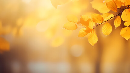 Fototapeta premium Autumn background, leaves and blurred sunlight