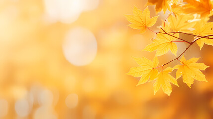 Autumn background, leaves and blurred sunlight