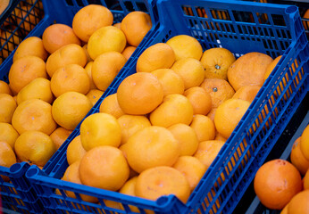 Bright and juicy oranges packed in blue plastic crates, captured at a local farmers market, showcasing the vibrant appeal of freshly picked citrus fruits.