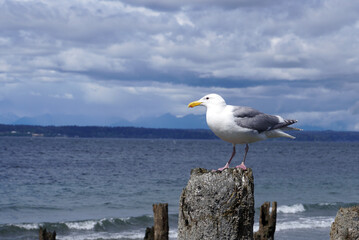 Sea gull perched on a wooden pole - obrazy, fototapety, plakaty