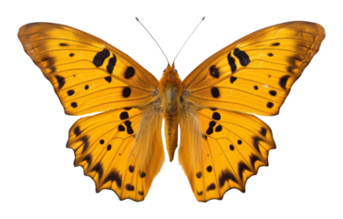 PNG Butterfly insect animal moth.