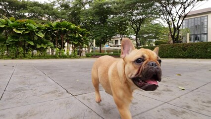 Playful French Bulldog puppy races through empty square, joyfully panting and tongue out, dynamic shot in slow motion. Its lively and active demeanor typical for this small breed.