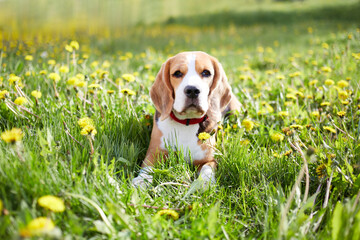 A beagle dog lies on the green grass in a summer meadow with dandelions.