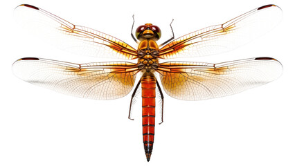 PNG Dragonfly insect animal invertebrate.