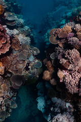 coral reef in the sea in the canyon