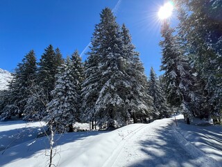 Excellently arranged and cleaned winter trails for walking, hiking, sports and recreation in the area of the tourist resorts of Valbella and Lenzerheide in the Swiss Alps - Switzerland (Schweiz)
