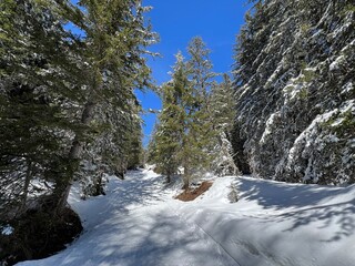 Excellently arranged and cleaned winter trails for walking, hiking, sports and recreation in the area of the tourist resorts of Valbella and Lenzerheide in the Swiss Alps - Switzerland (Schweiz)