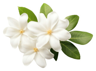 Obraz premium PNG Blossom flower plant petal.