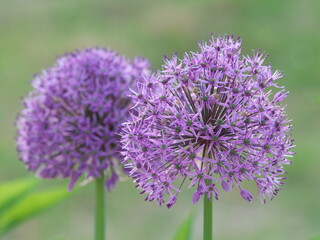 Tokyo, Japan - May 5, 2024:  Closeup of purple allium flowers