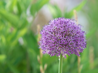 Tokyo, Japan - May 5, 2024:  Closeup of purple allium flowers