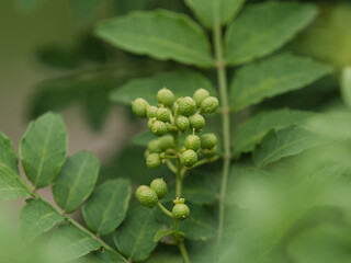 Tokyo, Japan - May 6, 2024: Closeup of Japanese pepper or Sansho 