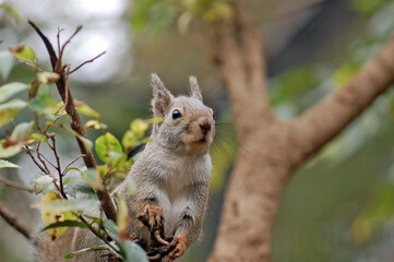 Japanese squirrel on a tree branch