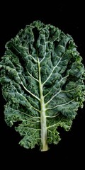 Fresh Organic Lacinato Kale on Black Background. Dinosaur Cabbage in a Healthy Diet for Garden