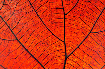 Take close-up photos You can see the dark veins in the dry leaves.