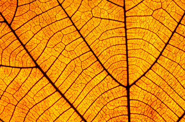 close up dry brown leaf texture ( teak leaf )