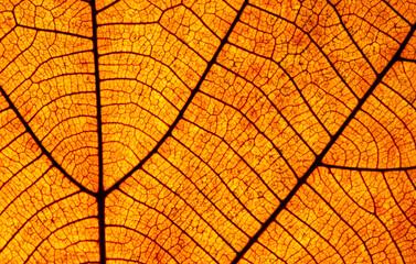 Autumn leaf texture background 