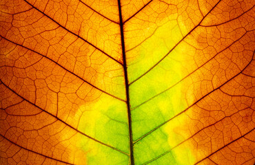 Obraz premium close up brown leaf texture ( autumn leaf ) beautiful