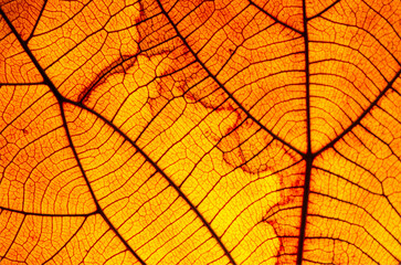 Obraz premium close up brown leaf texture ( autumn leaf ) naturally beautiful