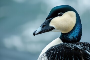 Close-up of Blue Male Common Eider in Isolated River or Duck Pond Habitat - Wildlife Photography - obrazy, fototapety, plakaty