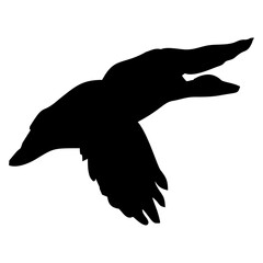 Obraz premium black silhouette of a swan or duck