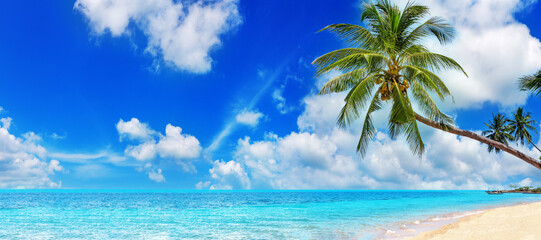 Tropical island paradise sea beach, ocean water, green coconut palm tree leaves, sand, sun blue sky cloud, beautiful nature panorama landscape, Caribbean, Maldives, Thailand, summer holidays, vacation