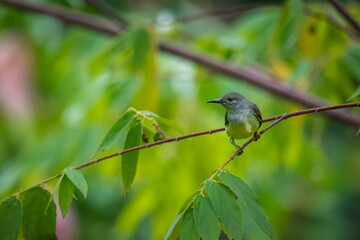 close up sunbird hanging in tree branch looking for food