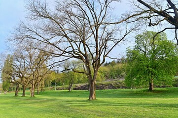 Beautiful Public Park with Lush Green Fields in Summer