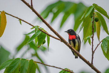 red-breasted flowerpecker bird (dicaeum sanguinolentum) hanging on tree branch