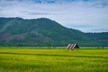 beautiful rice field and small hut and mountain in the morning
